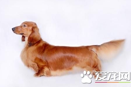 長毛臘腸犬咬人嗎 臘腸犬一般極少有凶的