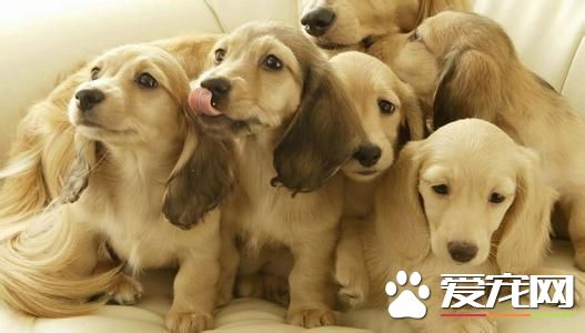 長毛臘腸犬咬人嗎 臘腸犬一般極少有凶的