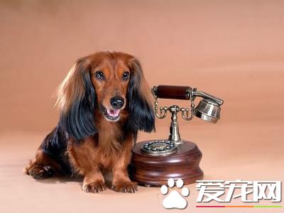 長毛臘腸犬咬人嗎 臘腸犬一般極少有凶的