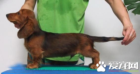 長毛臘腸犬壽命 一般壽命在14到17年
