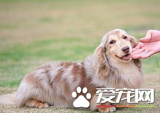 長毛臘腸犬壽命 一般壽命在14到17年