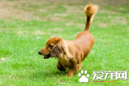 長毛臘腸犬好養麼 長毛臘腸犬怎麼養