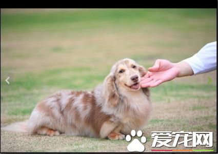 長毛臘腸犬好養麼 長毛臘腸犬怎麼養