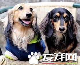長毛臘腸犬好養麼 長毛臘腸犬怎麼養