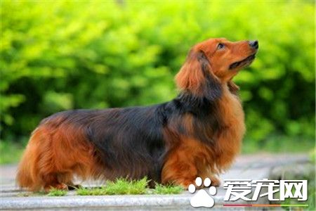 長毛臘腸犬產地 長毛臘腸犬出現於德國