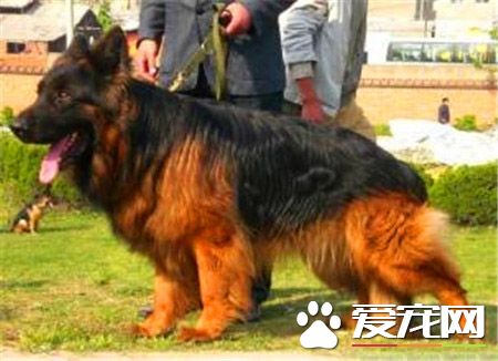 長毛德國牧羊犬打架 牧羊犬為什麼會打架