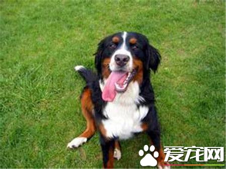 長得像伯恩山犬的狗 三種山犬品種像伯恩山犬
