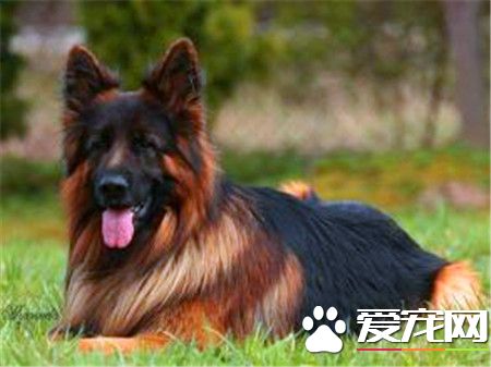 長毛德國牧羊犬打架 牧羊犬為什麼會打架