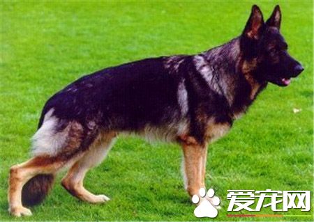 長毛德國牧羊犬打架 牧羊犬為什麼會打架