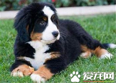 長得像伯恩山犬的狗 三種山犬品種像伯恩山犬