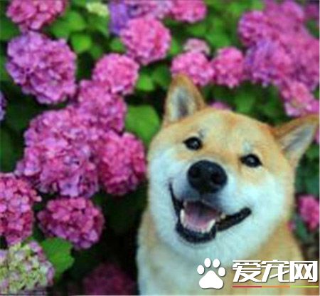 柴犬智商排名多少 柴犬智商排名在79名以外