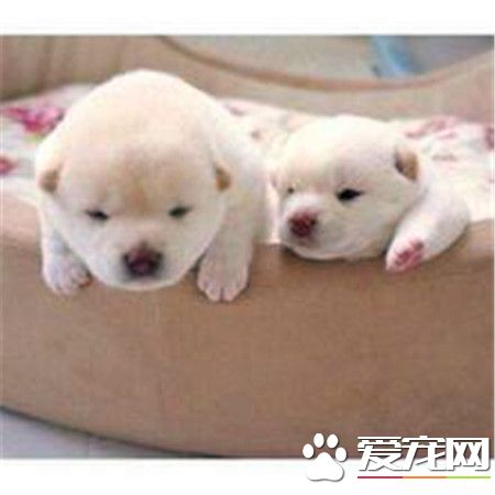 柴犬智商排名多少 柴犬智商排名在79名以外