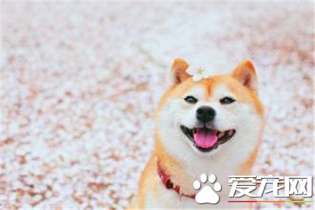 柴犬咬人嗎 怎麼訓練柴犬才會不咬人