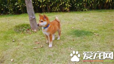 柴犬智商高嗎 柴犬是一種比較聰明的狗狗