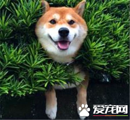 柴犬咬人嗎 怎麼訓練柴犬才會不咬人