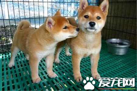 柴犬智商高嗎 柴犬是一種比較聰明的狗狗