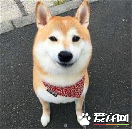 柴犬智商高嗎 柴犬是一種比較聰明的狗狗