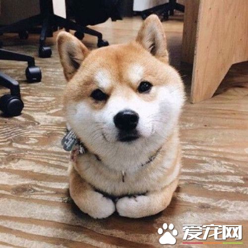 柴犬咬人嗎 怎麼訓練柴犬才會不咬人