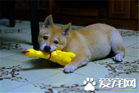 柴犬是小型秋田犬嗎 秋田犬和柴犬的區別