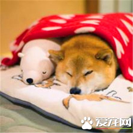 柴犬喜叫程度 柴犬吠叫的八大主要原因