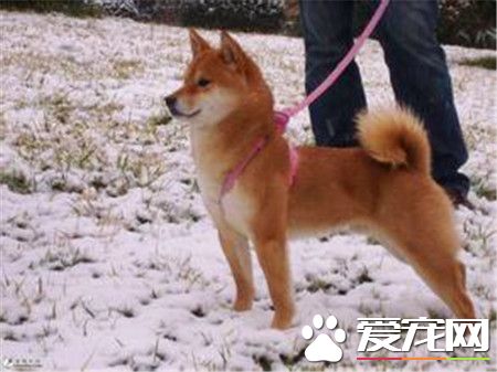 柴犬喜叫程度 柴犬吠叫的八大主要原因