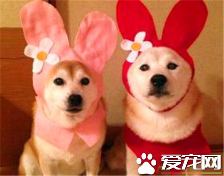 柴犬是小型秋田犬嗎 秋田犬和柴犬的區別