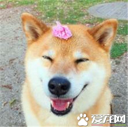 柴犬身高 雄性柴犬肩高在36到41厘米