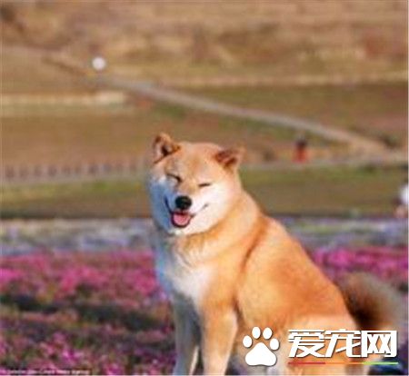 柴犬缺點 柴犬出門容易跟別的犬只斗毆
