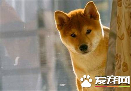 柴犬缺點 柴犬出門容易跟別的犬只斗毆