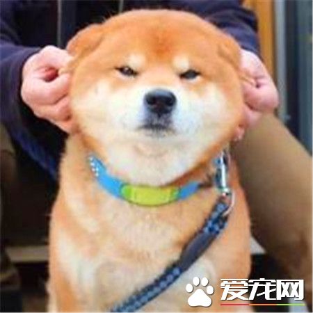 柴犬身高 雄性柴犬肩高在36到41厘米