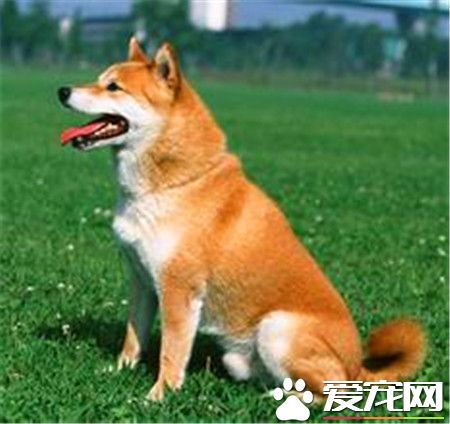 柴犬秋田犬的區別 柴犬秋田犬體貌上的區別