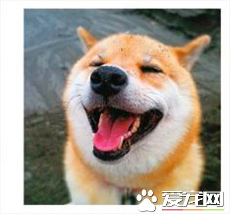 柴犬秋田犬的區別 柴犬秋田犬體貌上的區別