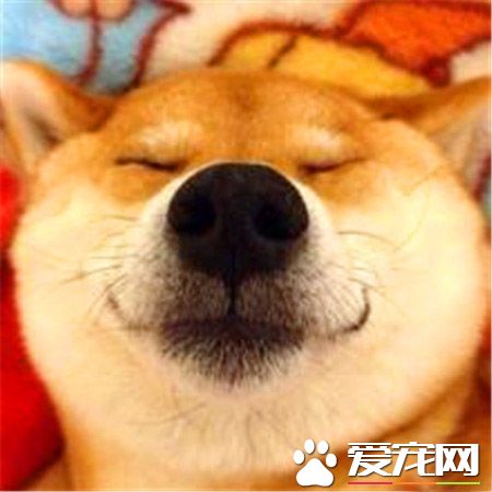 柴犬秋田犬的區別 柴犬秋田犬體貌上的區別