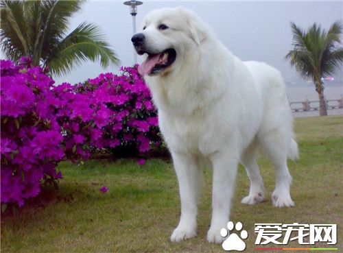 大白熊犬不吃東西 大白熊犬的喂養方法