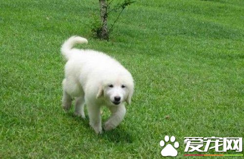 大白熊犬不吃東西 大白熊犬的喂養方法