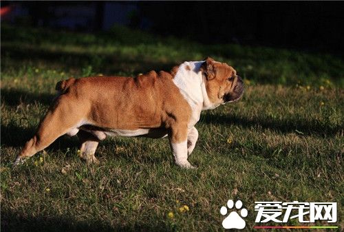 純種英國斗牛犬如何養 喂養斗牛犬要用平底碗