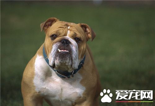 純種英國斗牛犬怎麼看 通過身體特征來判斷