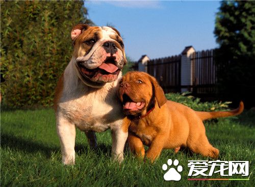 純種英國斗牛犬怎麼看 通過身體特征來判斷