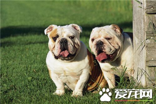 純種英國斗牛犬怎麼看 通過身體特征來判斷