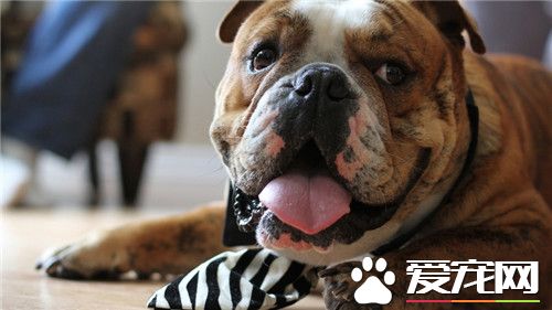 純種英國斗牛犬如何養 喂養斗牛犬要用平底碗