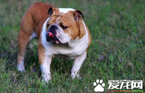 純種英國斗牛犬如何養 喂養斗牛犬要用平底碗