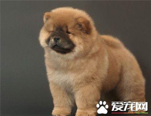 純種松獅犬特征 純種松獅犬擁有藍黑舌頭