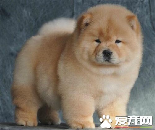 純種松獅犬特征 純種松獅犬擁有藍黑舌頭