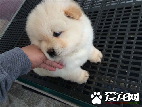 純種松獅犬的舌頭 純種松獅犬的舌頭是什麼顏色