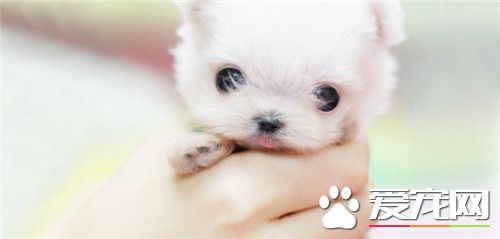 茶杯泰迪犬怎麼養 出生後6周左右就斷奶