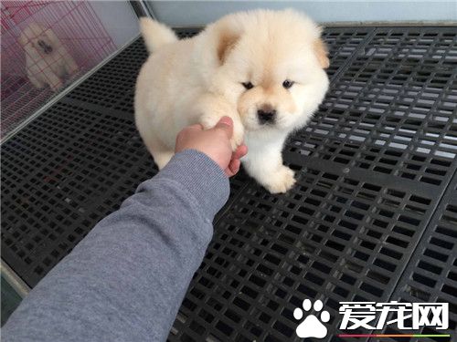 純種松獅犬的舌頭 純種松獅犬的舌頭是什麼顏色