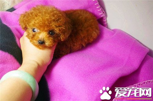 茶杯泰迪犬怎麼養 出生後6周左右就斷奶