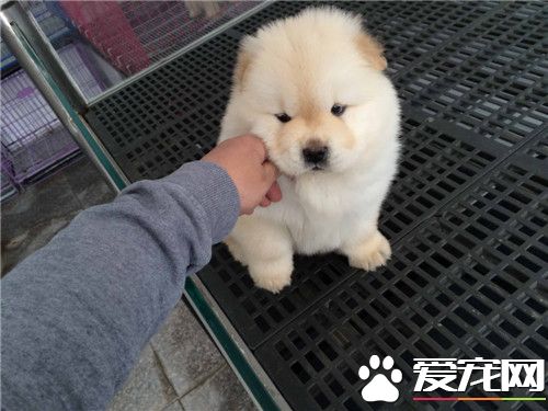 純種松獅犬的舌頭 純種松獅犬的舌頭是什麼顏色