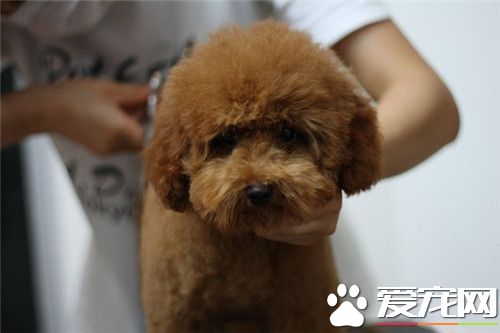 茶杯泰迪犬怎麼養 出生後6周左右就斷奶