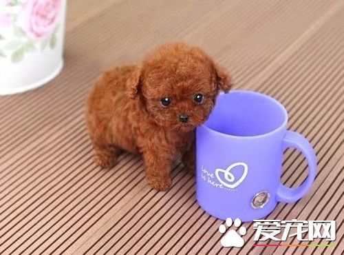 茶杯泰迪犬一般最高長到多少 肩高不超過8英寸